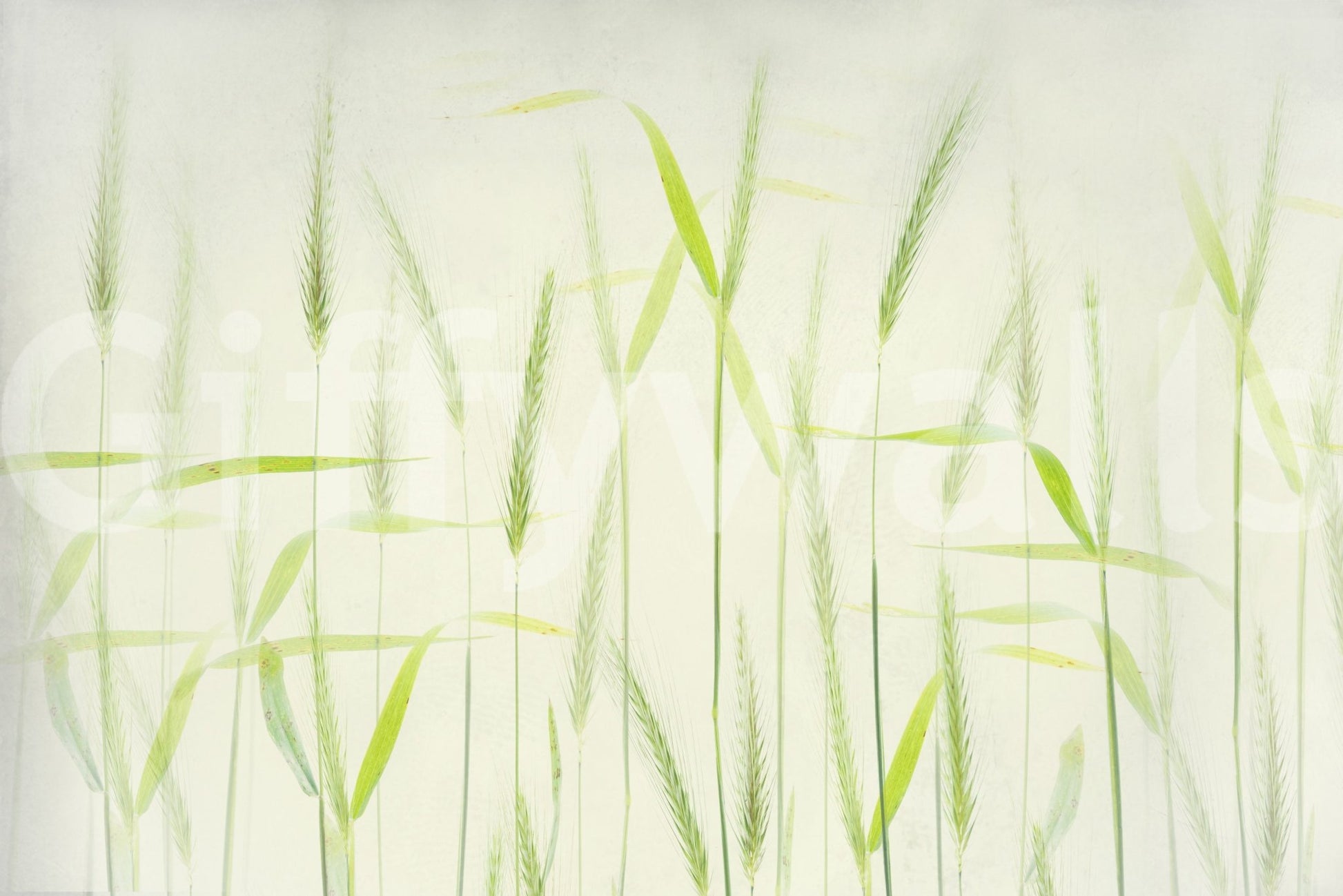 A calming serene field wallpaper mural that defines a space., GD5223