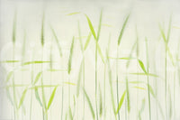 A calming serene field wallpaper mural that defines a space., GD5223