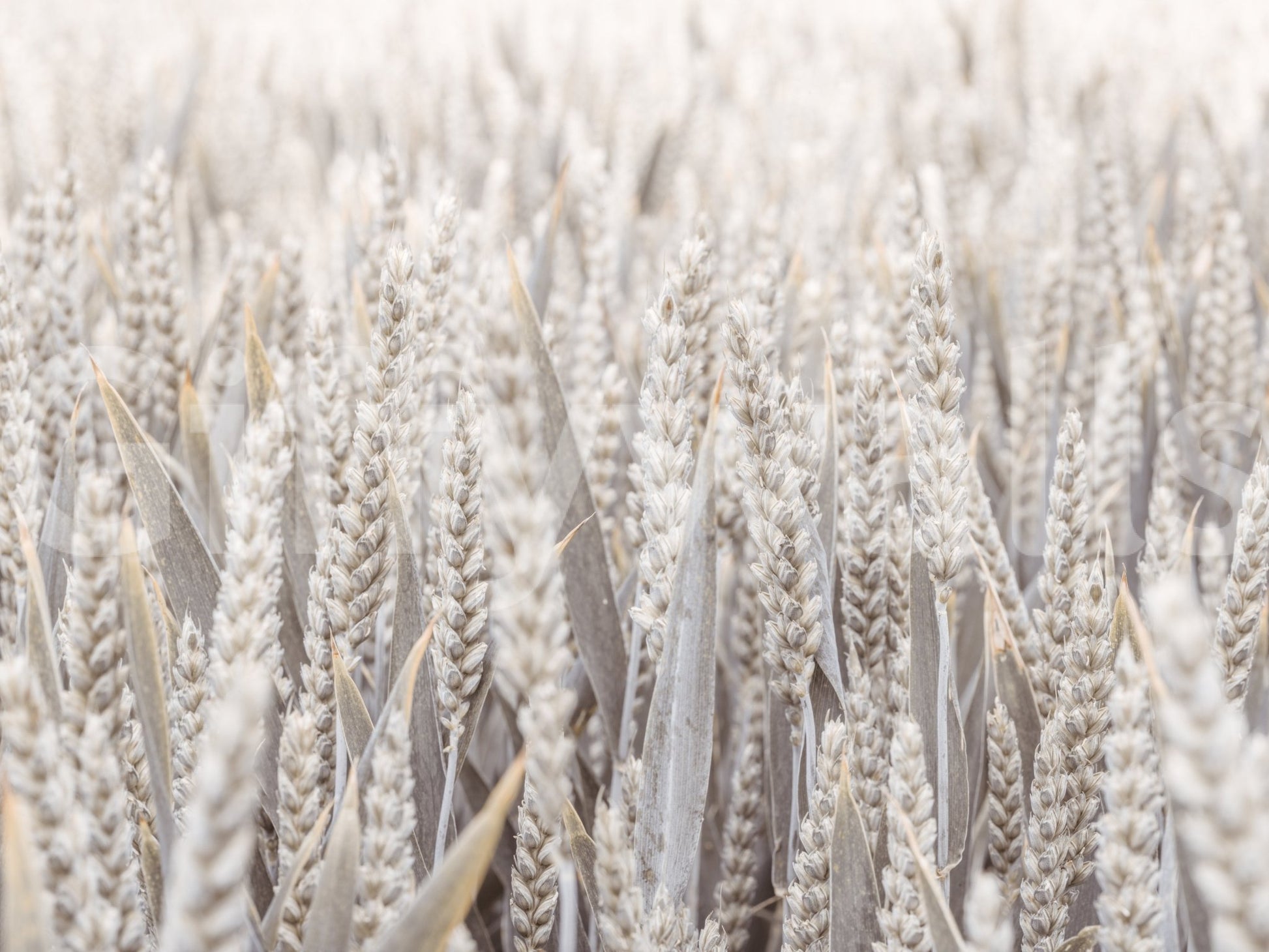 A high-quality serene field wall mural for walls.

