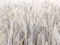 A high-quality serene field wall mural for walls.


