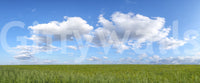 Sunny day outdoor Grassland Under Sky Wall Mural
