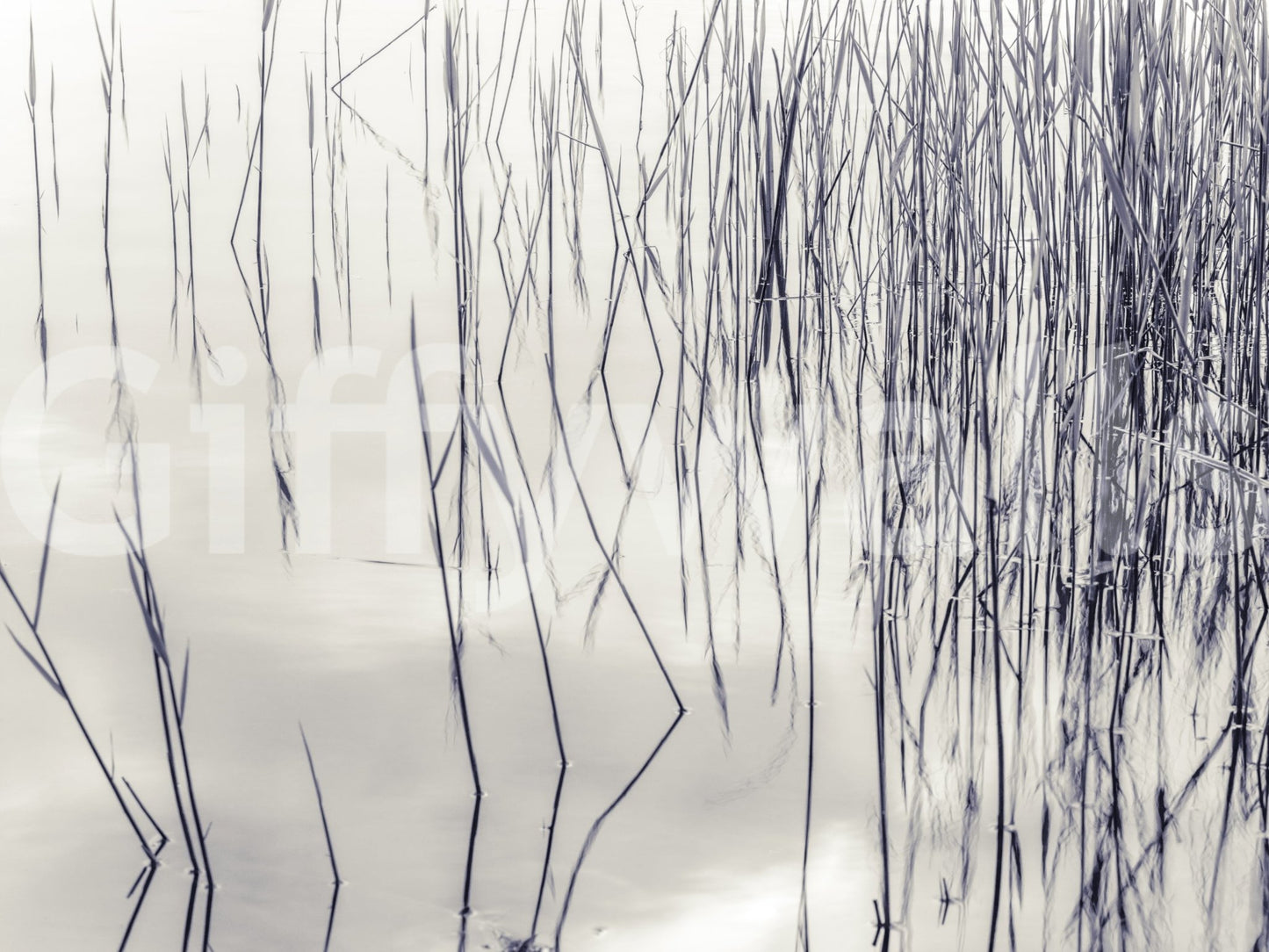 Grassy Reflections Wall Mural with fine reed lines mirrored over calm water surface, GD8636