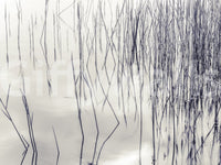 Grassy Reflections Wall Mural with fine reed lines mirrored over calm water surface, GD8636