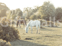 The animals are the central focus of the image.

