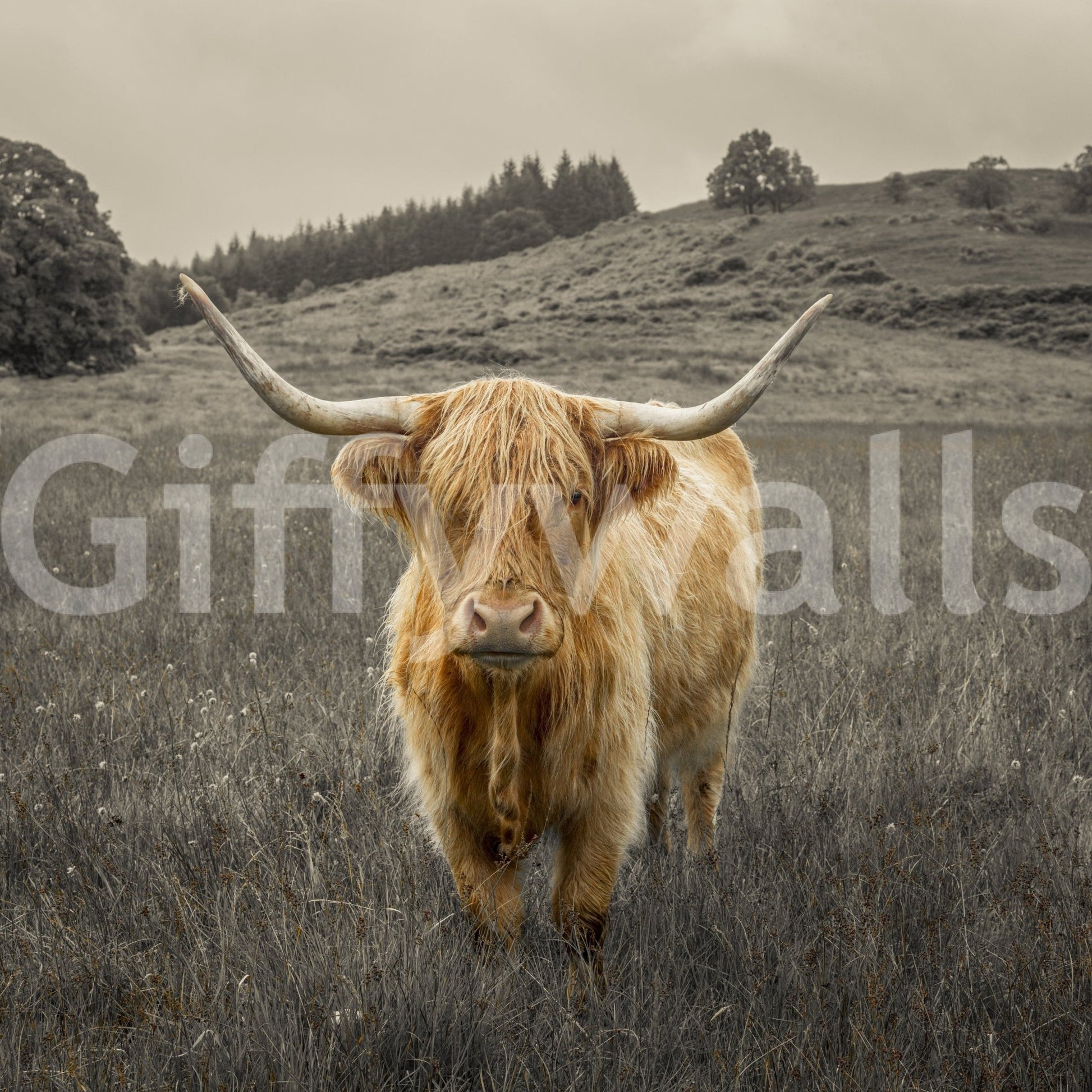 Traditional rural landscape wallpaper with iconic Scottish cows.