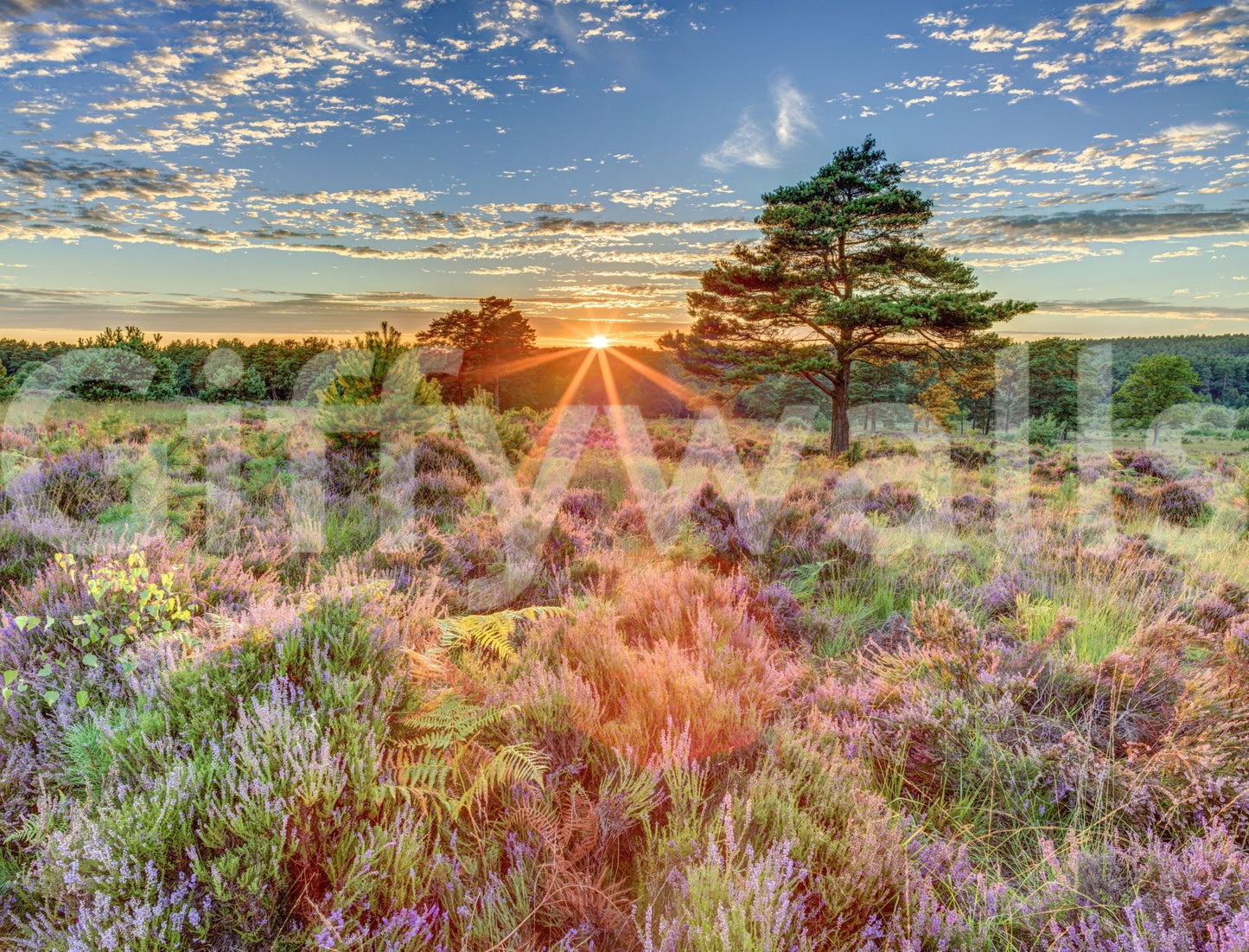 Heathland sunset mural creating a tranquil atmosphere

