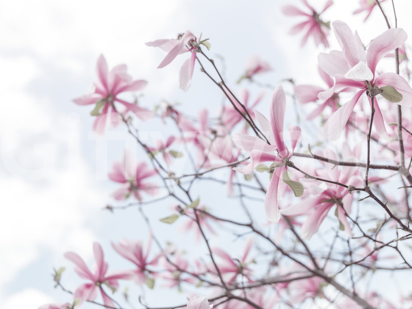 Heavenly Magnolias Wall Mural