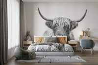 Iconic Scottish cattle photography or illustration.

