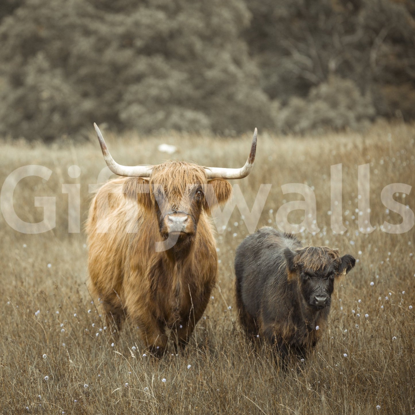Highland Cows Wall Mural