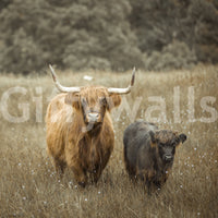 Highland Cows Wall Mural