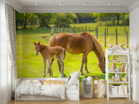 Country-style wallpaper with horse and foal

