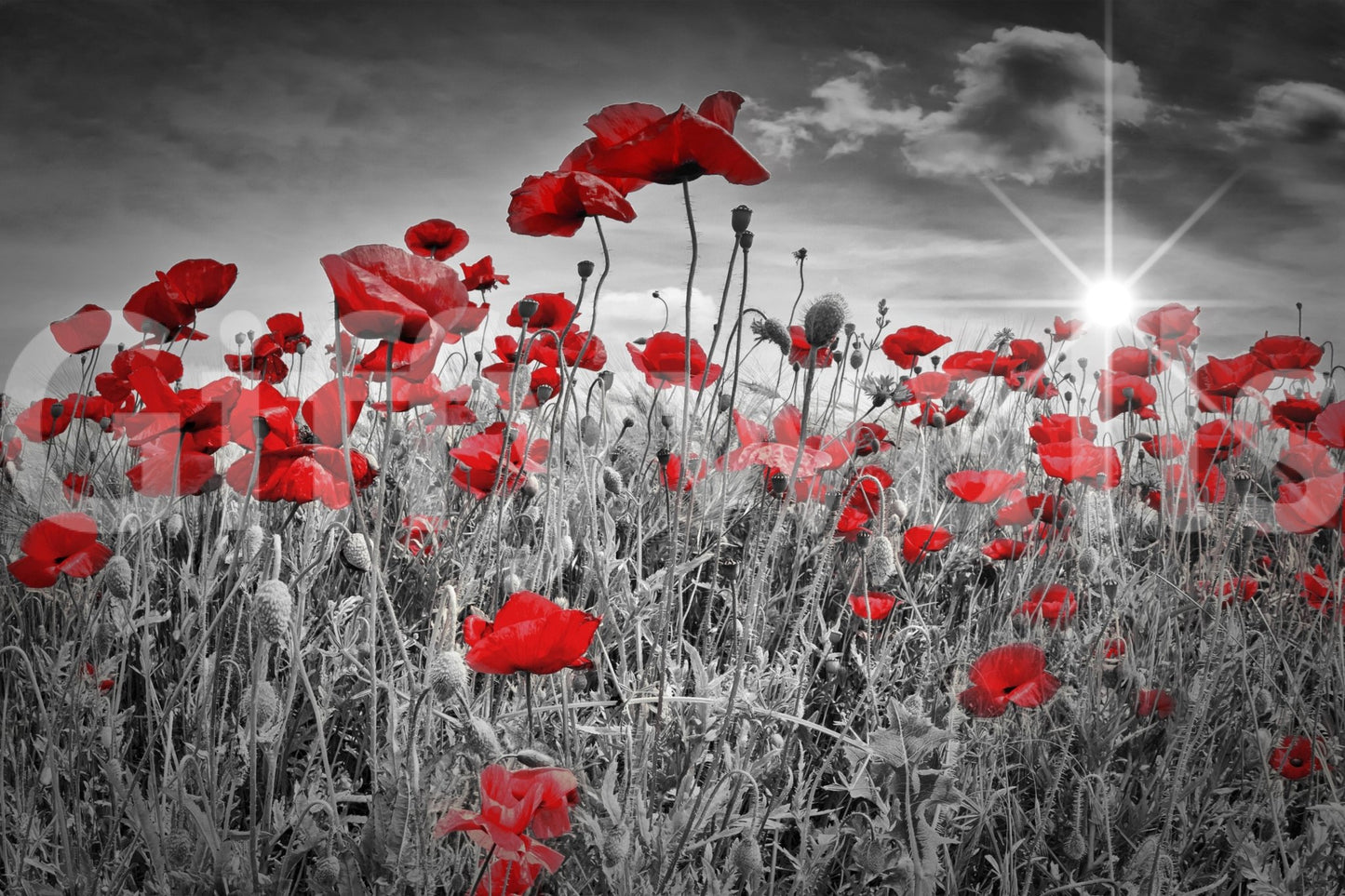 Bright red poppies mural on natural background

