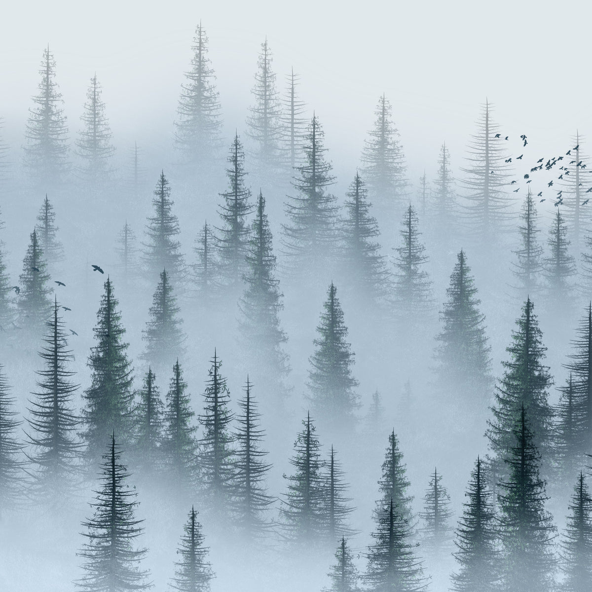 Misty Woods