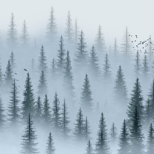Misty Woods