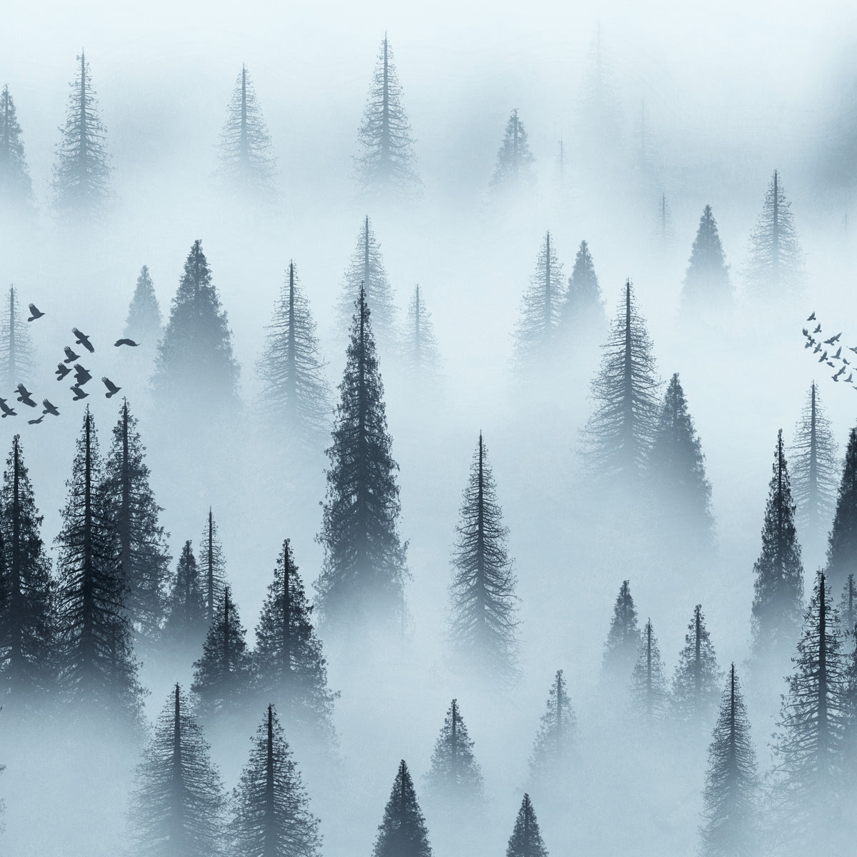 Tranquil Forest Dawn