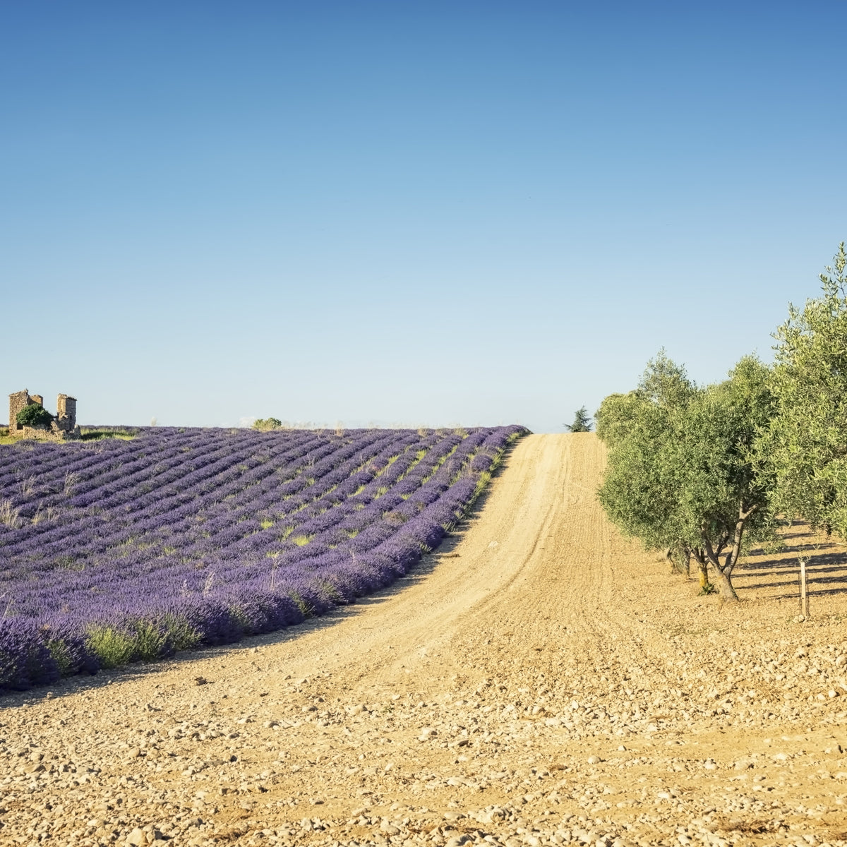 Lavender and Olive Harmony in your room — zoomed