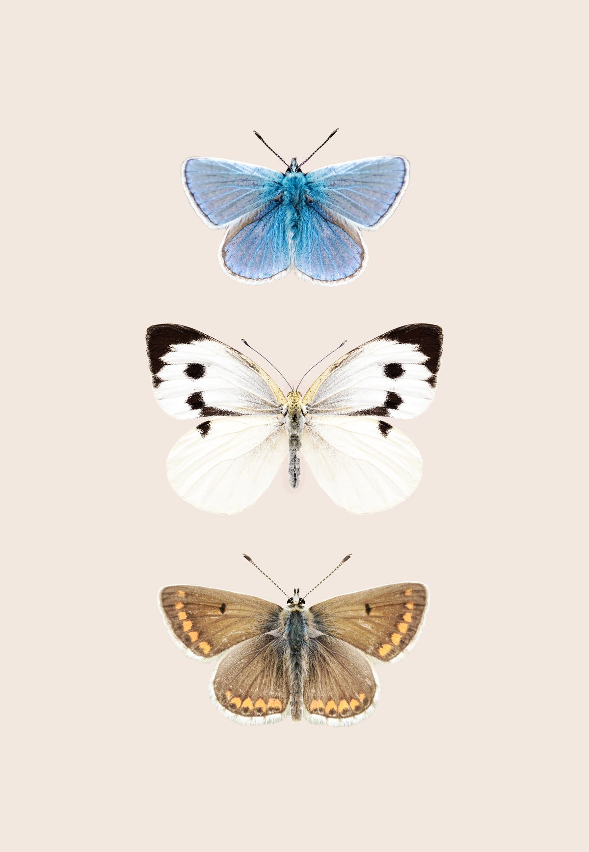 English Butterflies