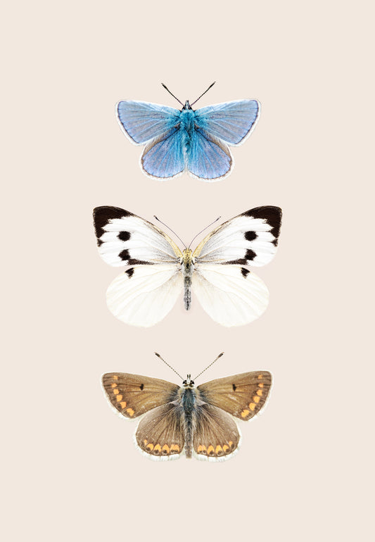 English Butterflies