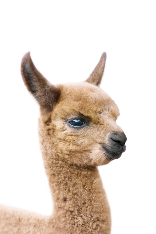 Baby Llama