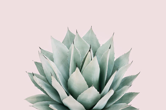 Agave