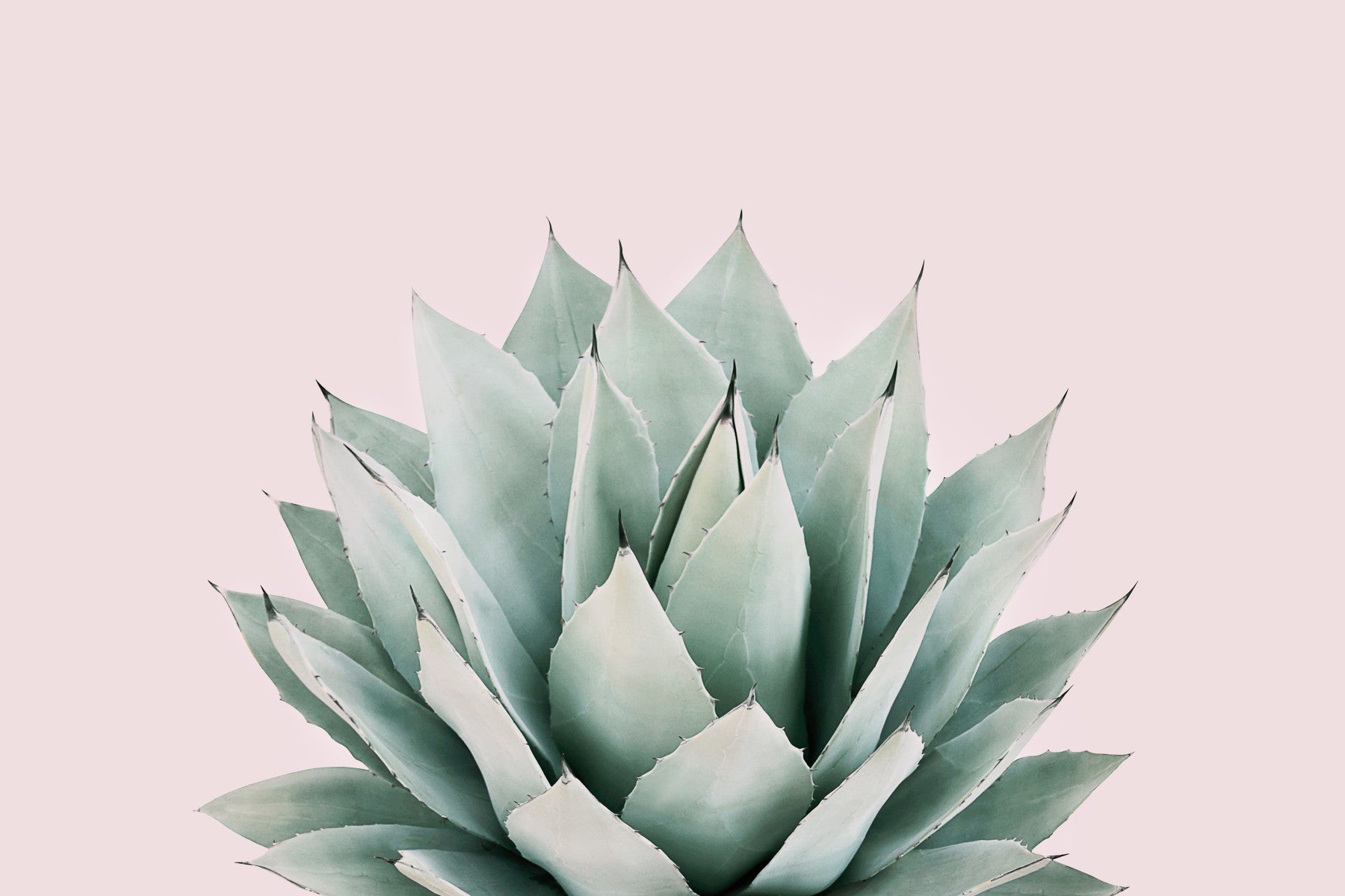 Agave
