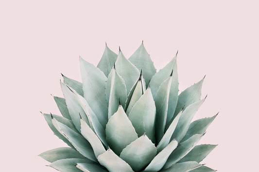Agave