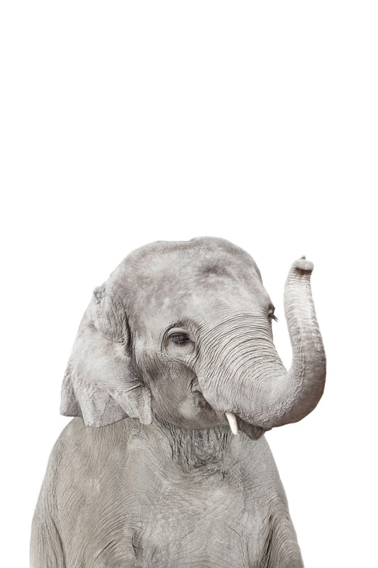 Baby Elephant