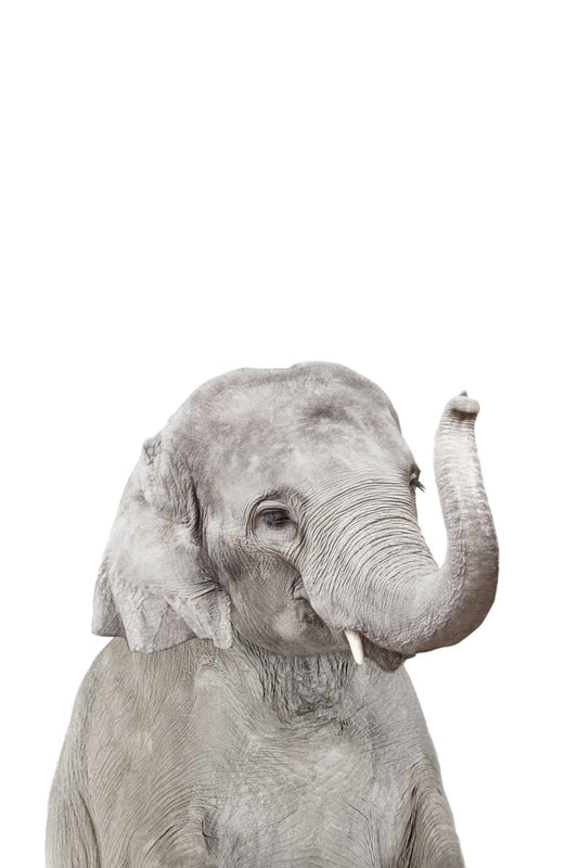 Baby Elephant