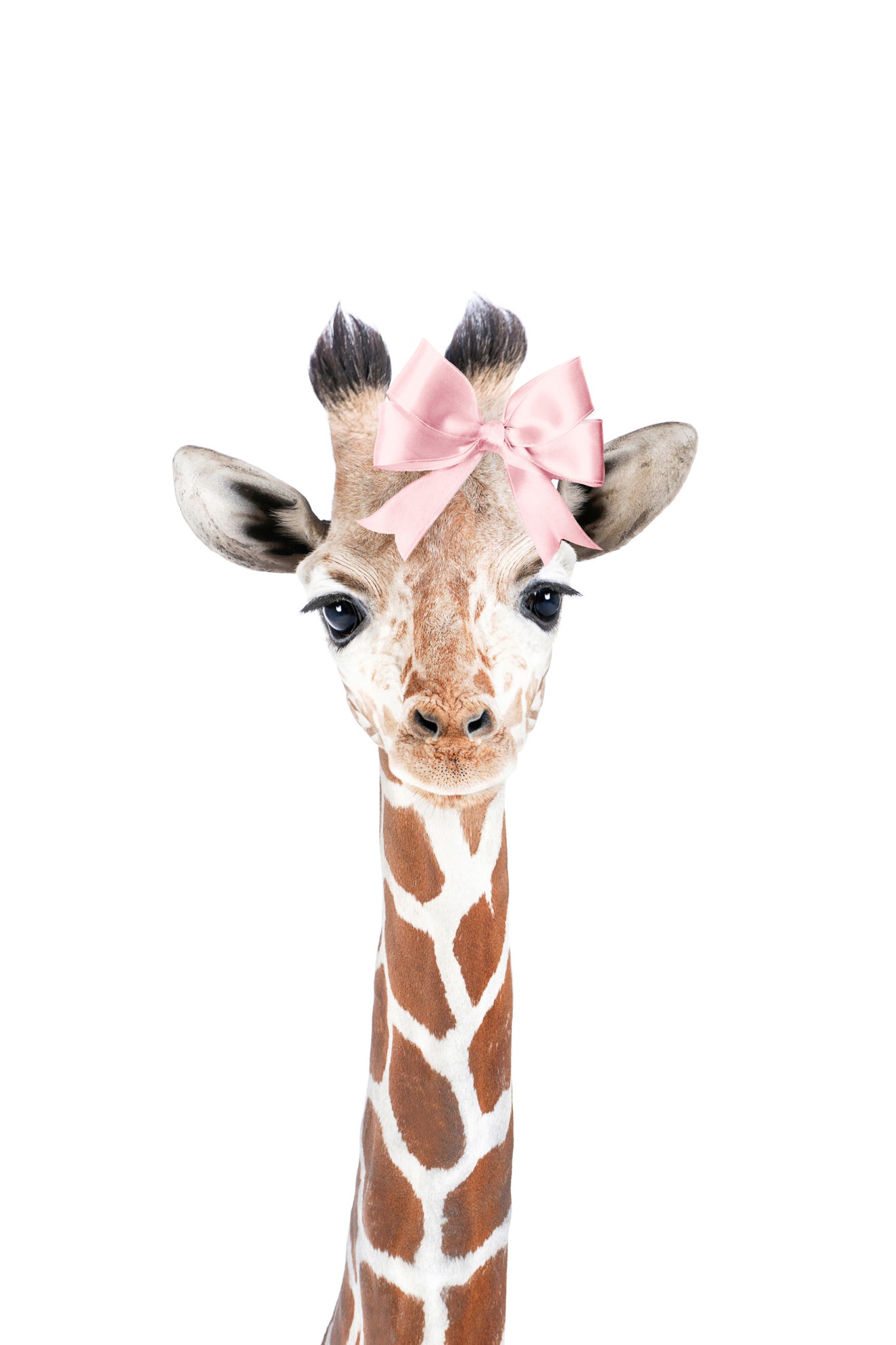 Baby Giraffe Bow
