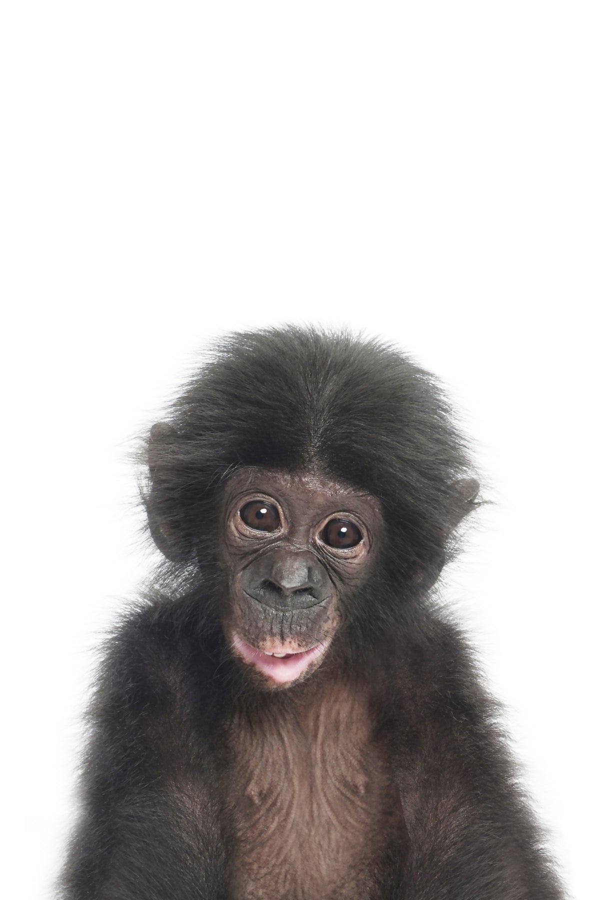 Baby Monkey in your room — zoomed