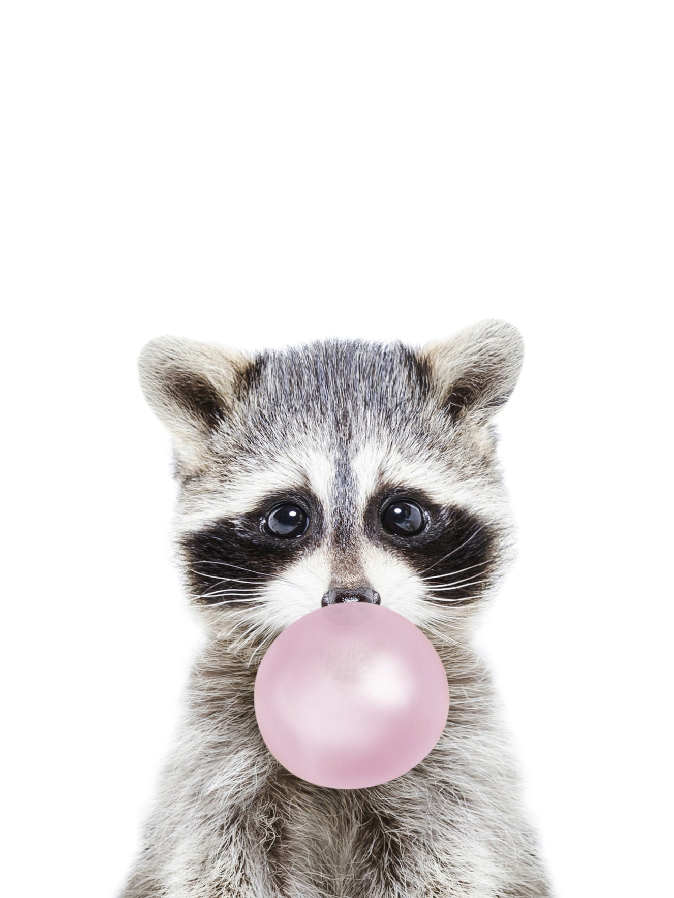 Bubble Gum Racoon