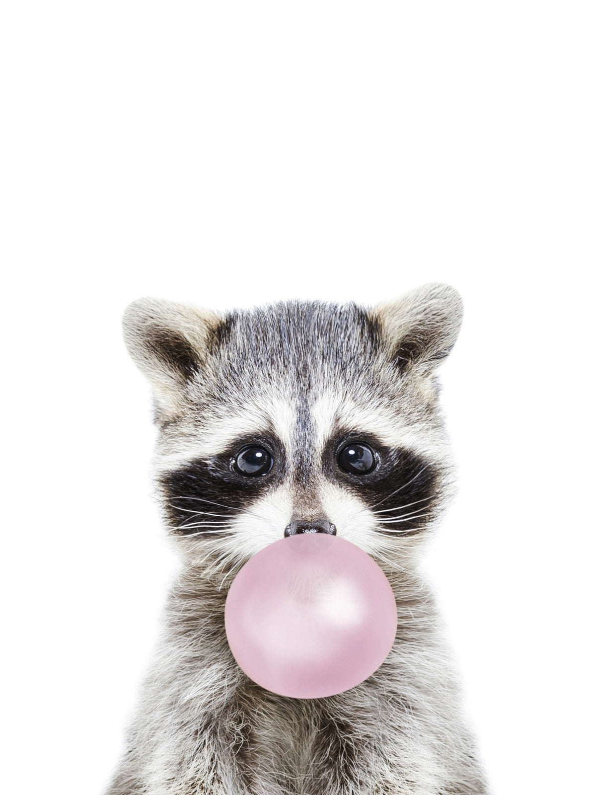 Bubble Gum Racoon