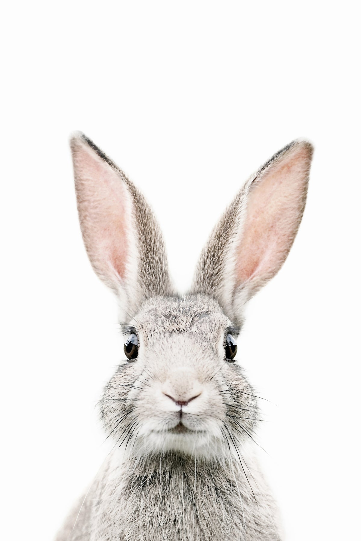Bunny in your room — zoomed