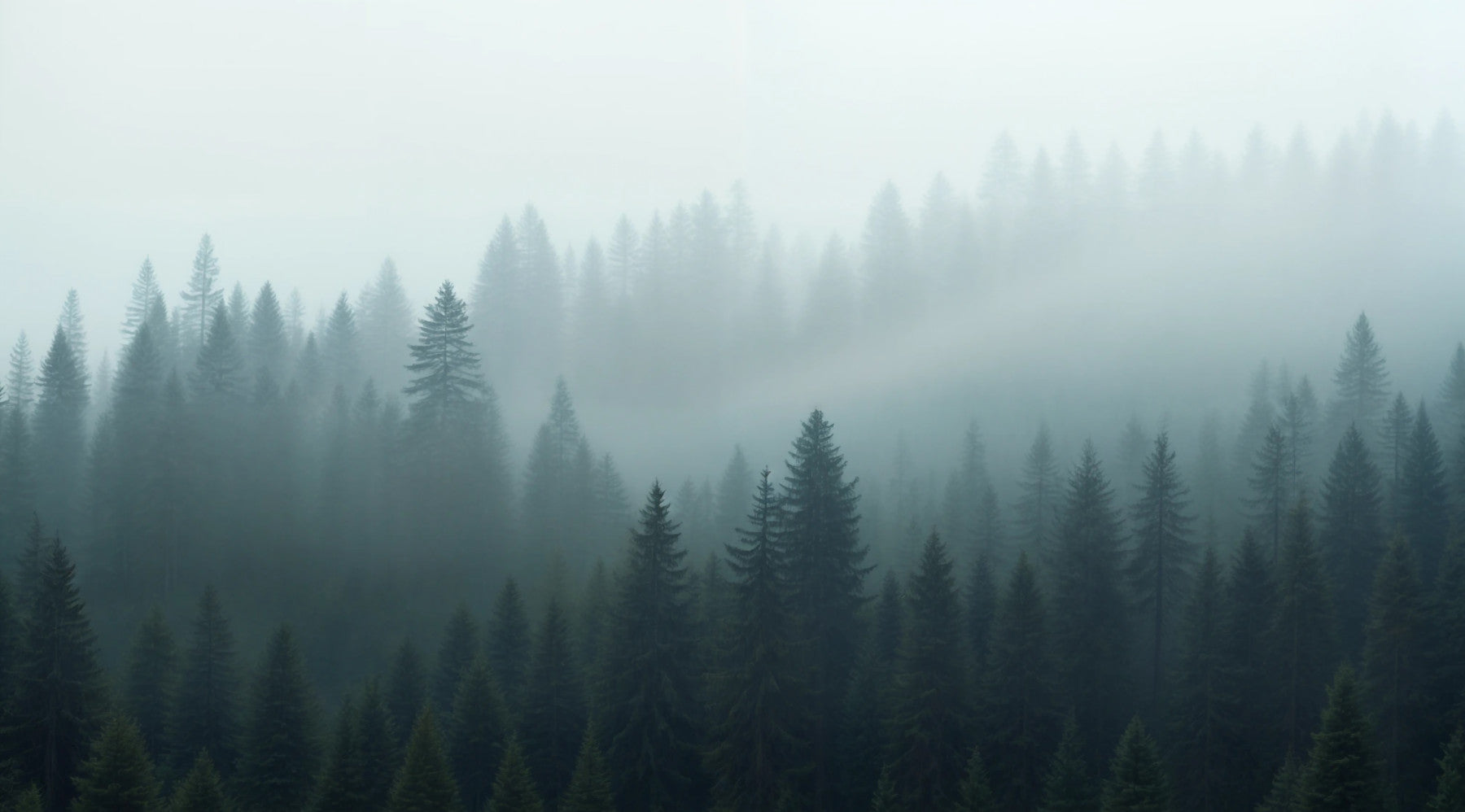 Enchanted Forest