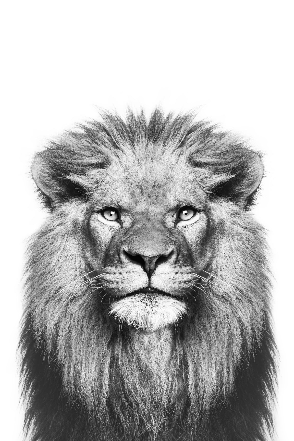 Black & White Lion