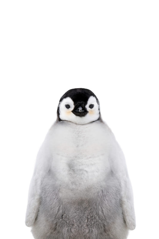 penguin