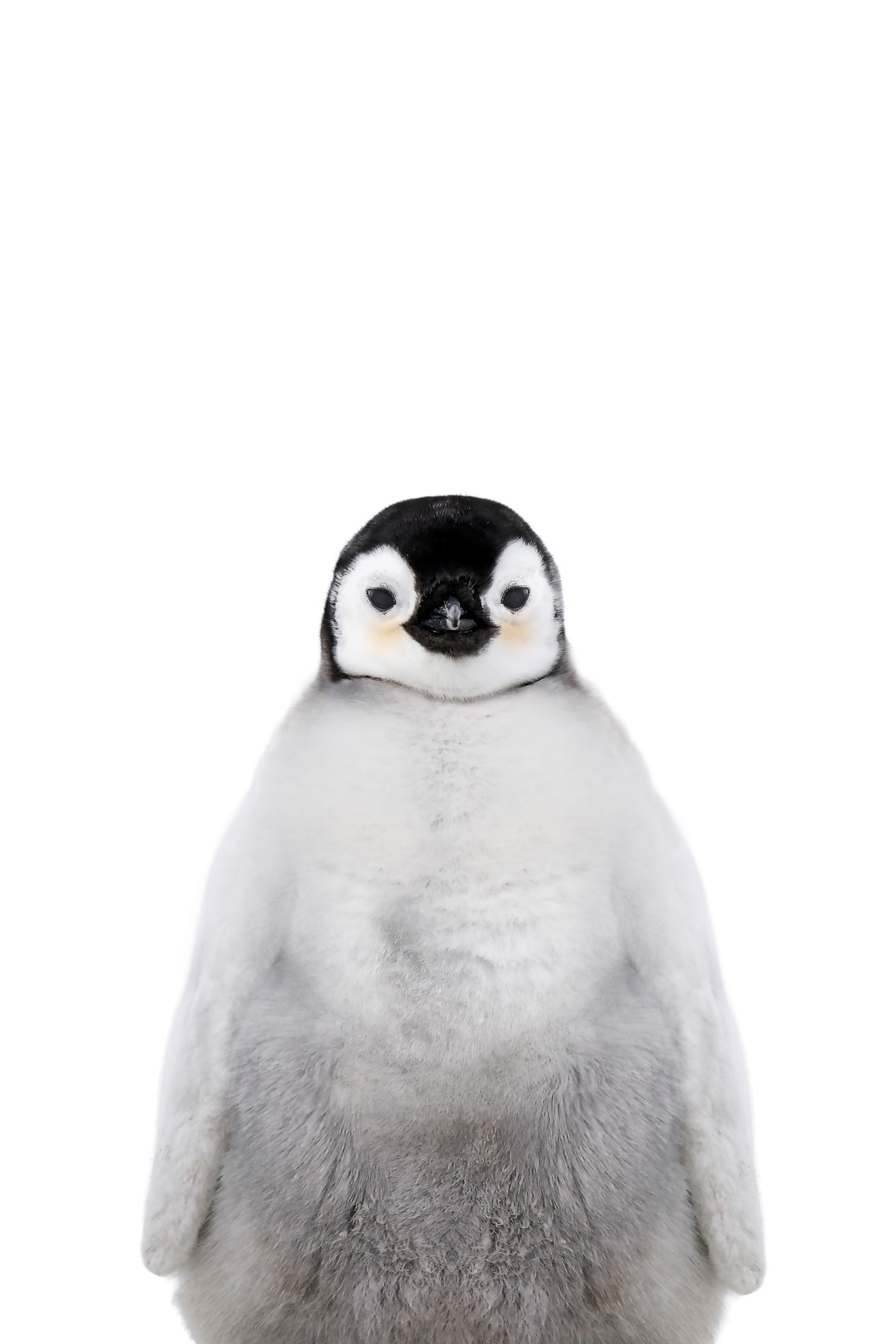 penguin