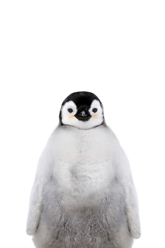 penguin