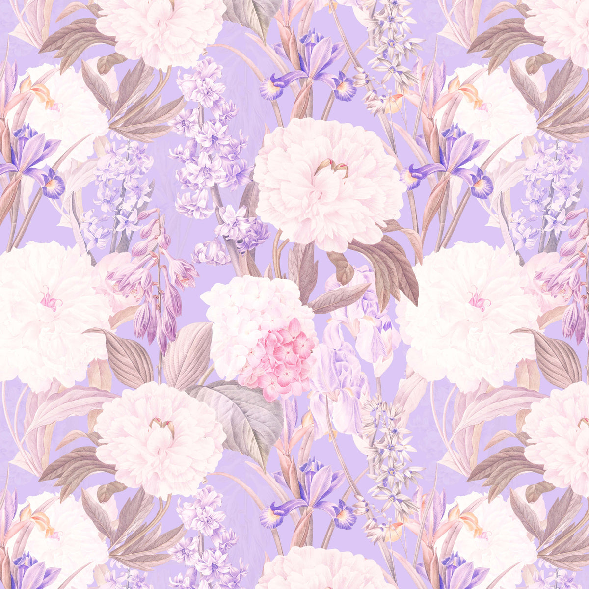 Ixia Paeonia Wall Mural in your room — zoomed