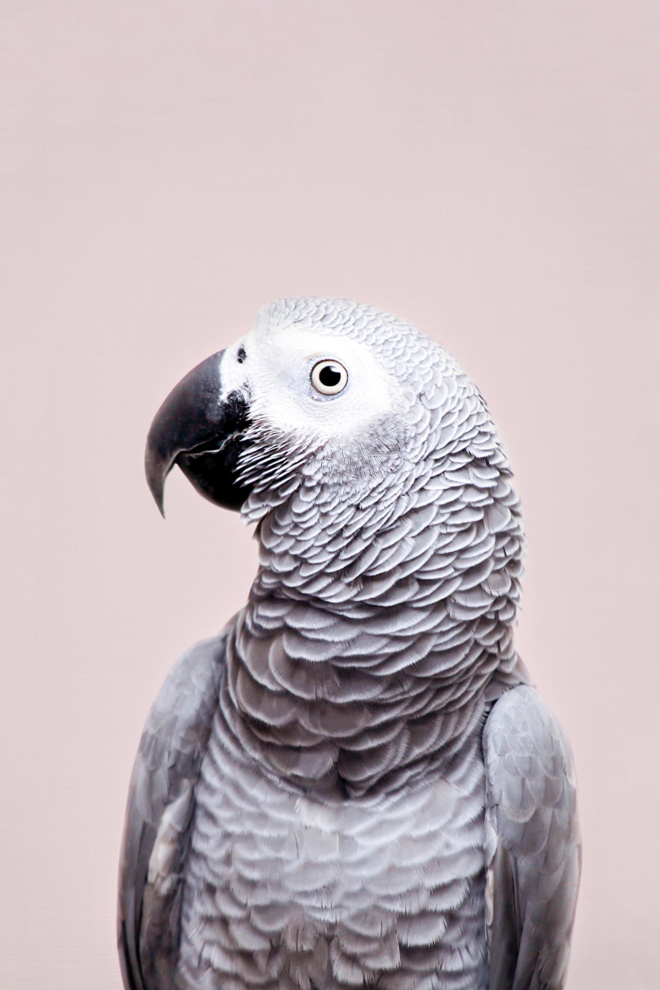 African Grey  Wall Mural