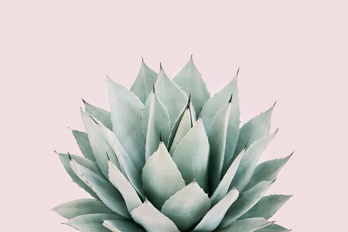 Agave Wall Mural