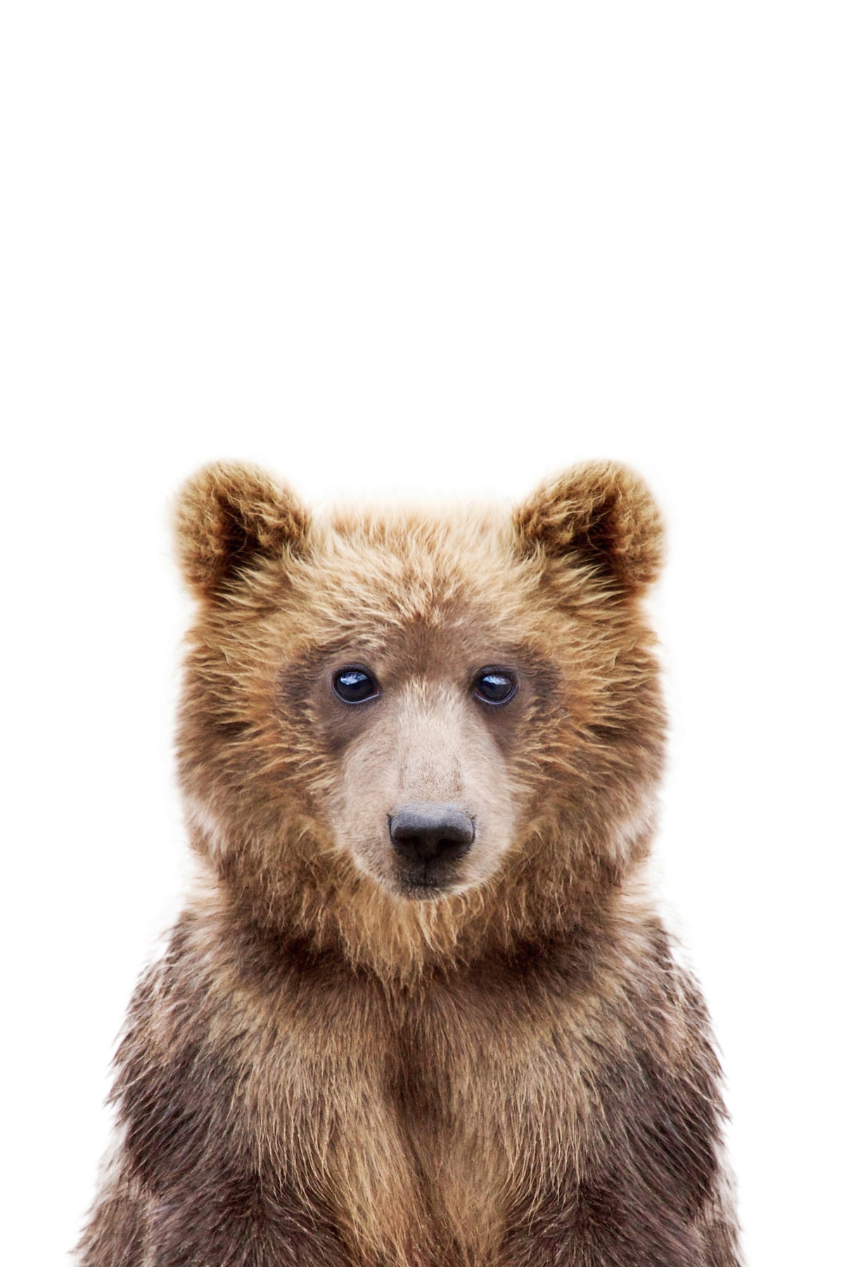 Baby Bear Wall Mural