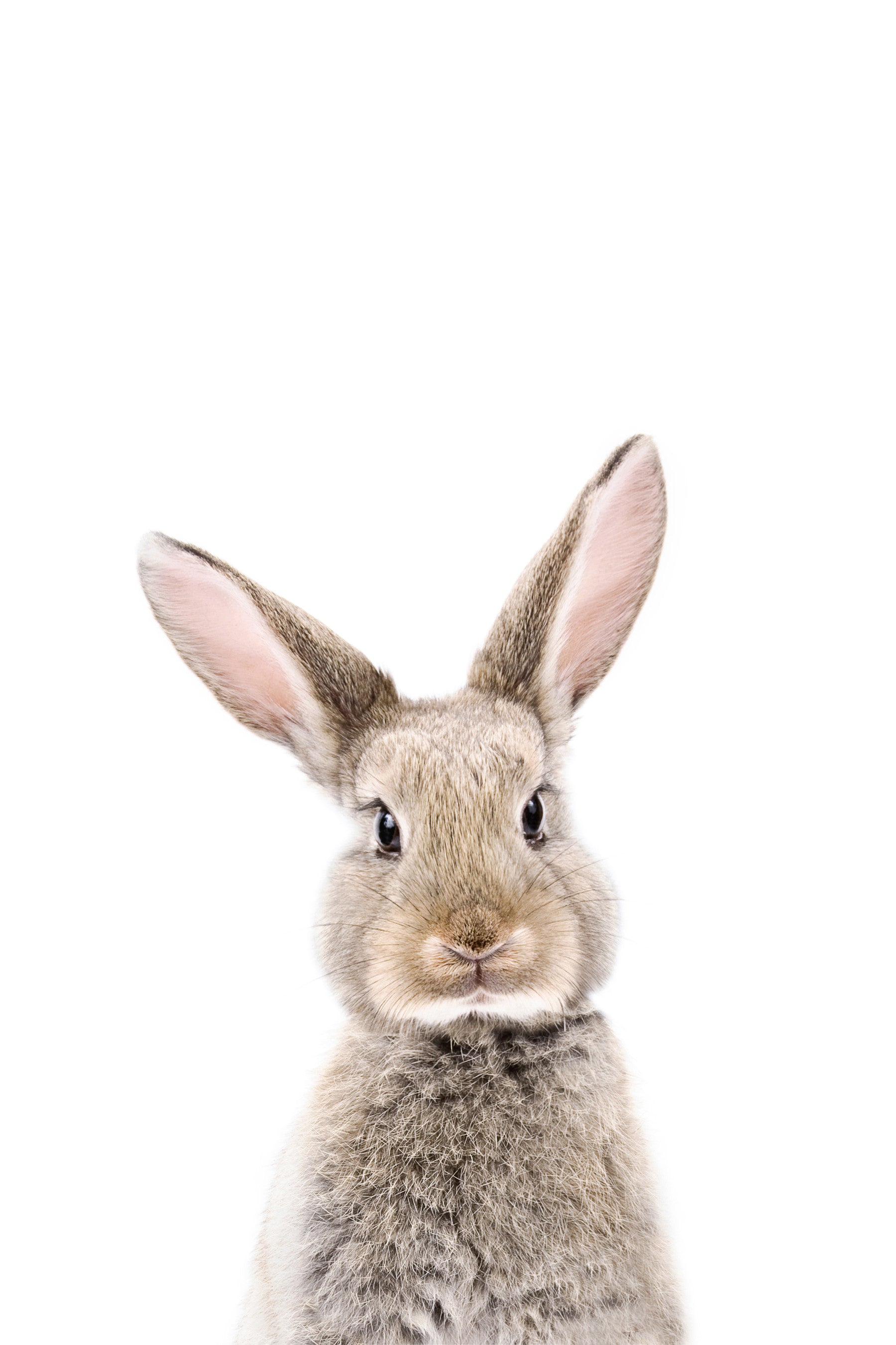 Baby Bunny Wall Mural