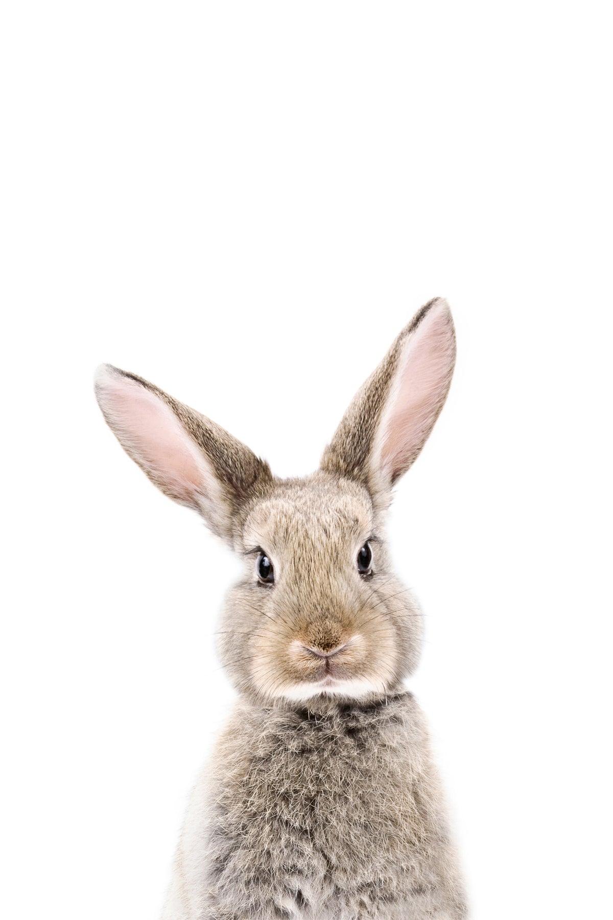 Baby Bunny Wall Mural in your room — zoomed