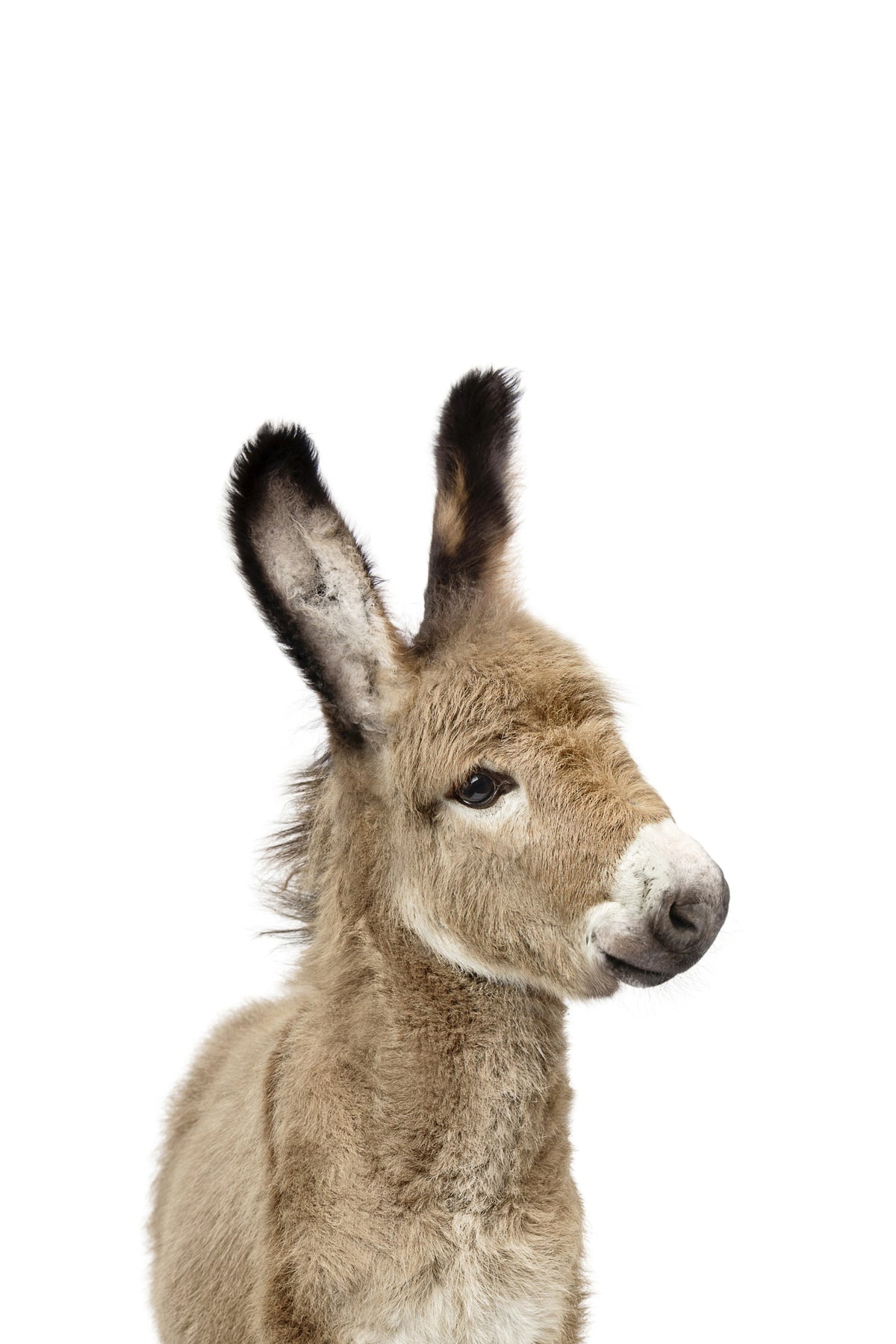 Baby Donkey Wall Mural in your room — zoomed