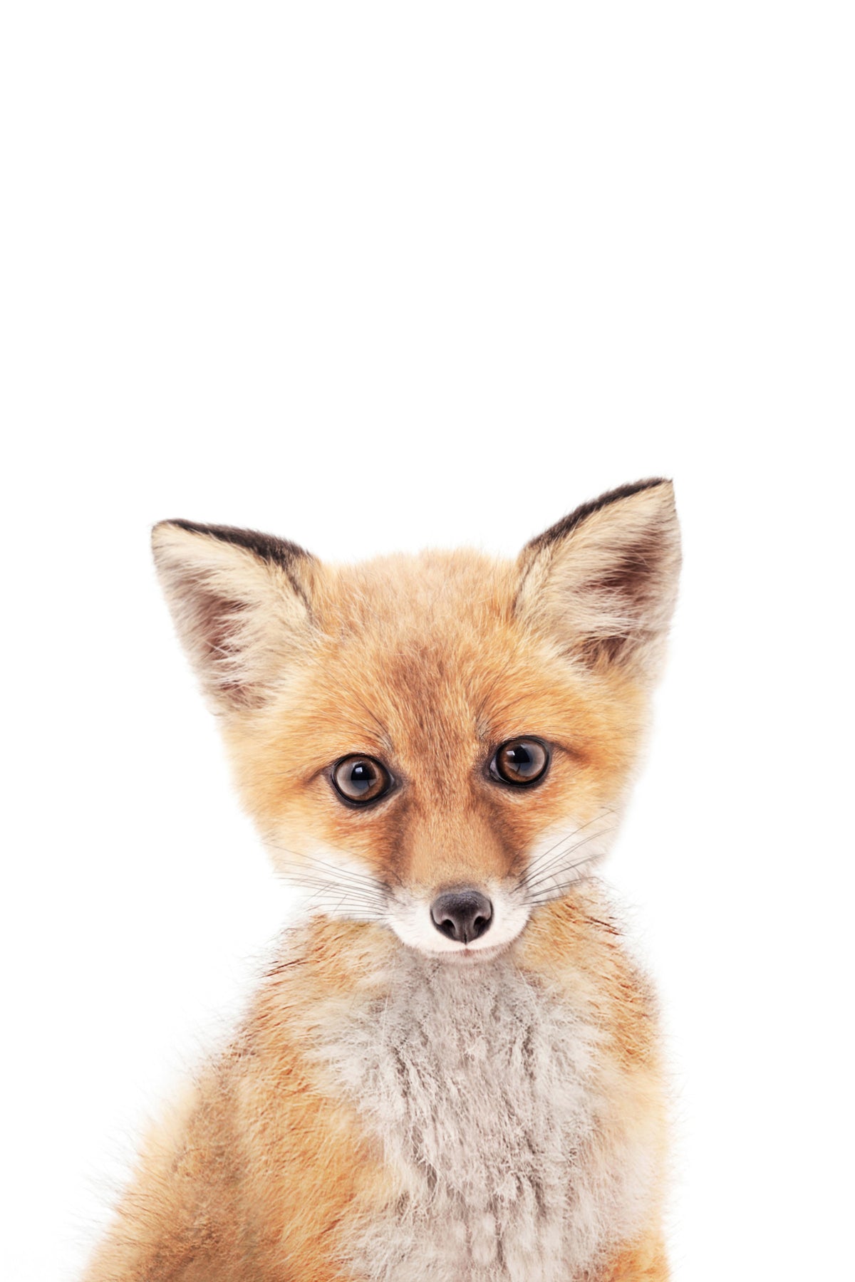 Baby Fox Wall Mural