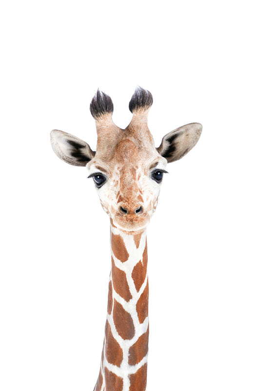 Baby Giraffe Wall Mural