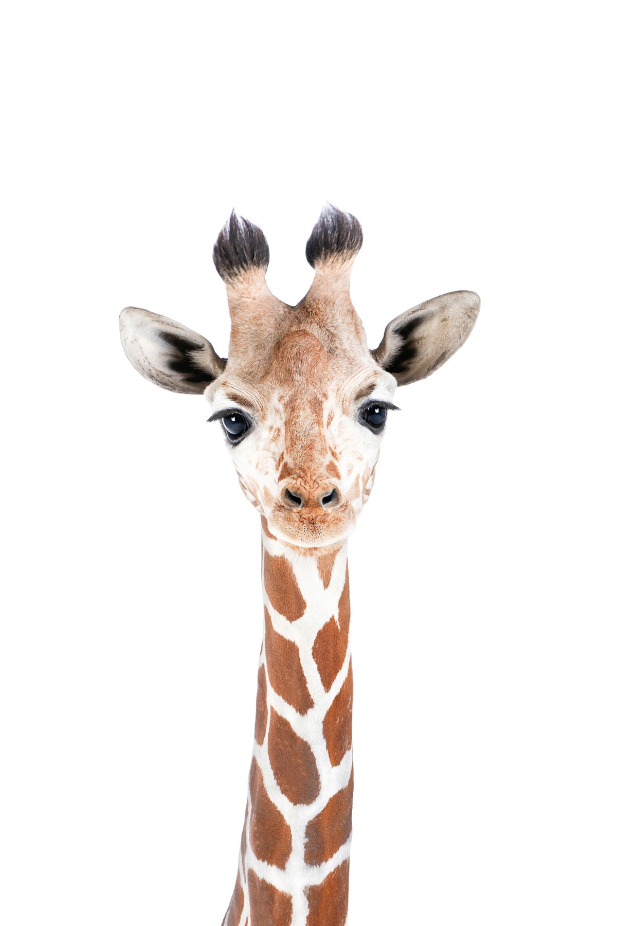 Baby Giraffe Wall Mural in your room — zoomed
