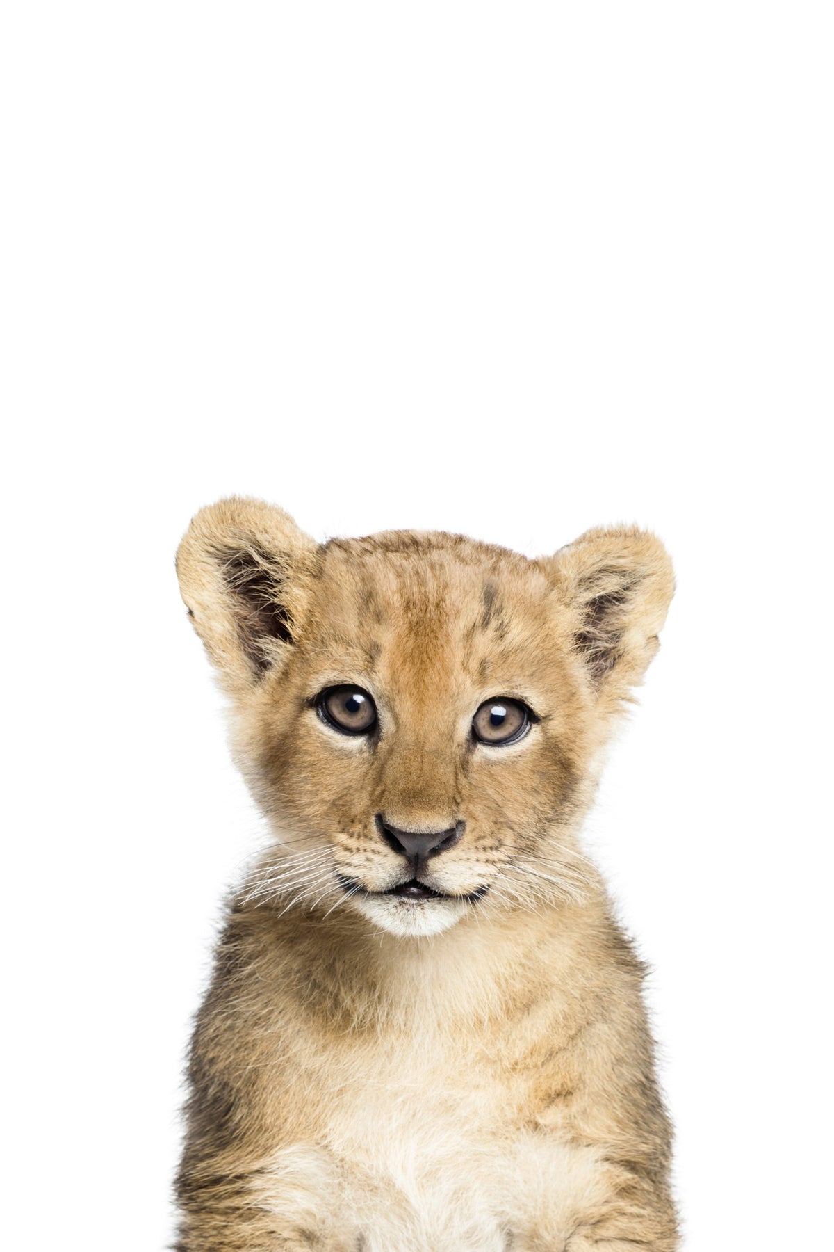 Baby Lion Wall Mural