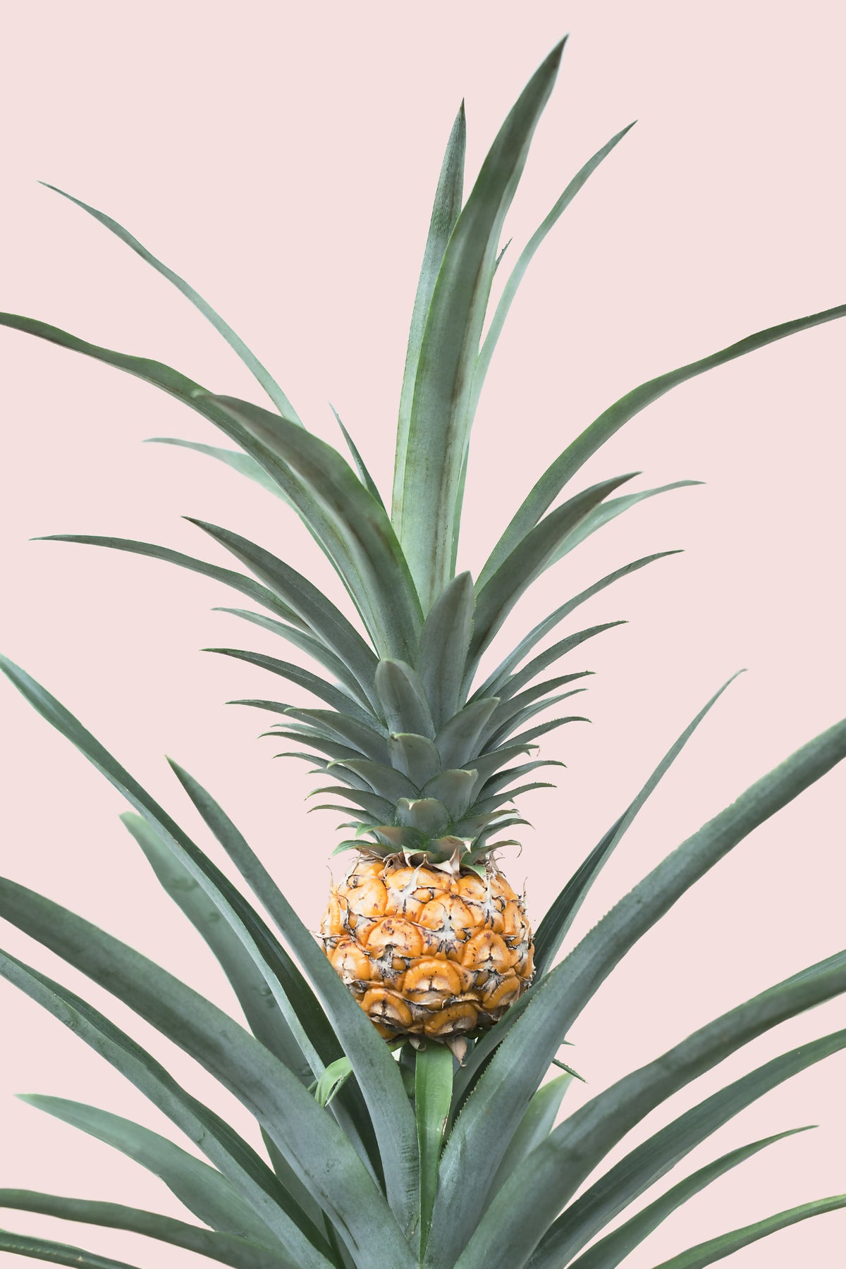 Baby Pineapple Wall Mural in your room — zoomed
